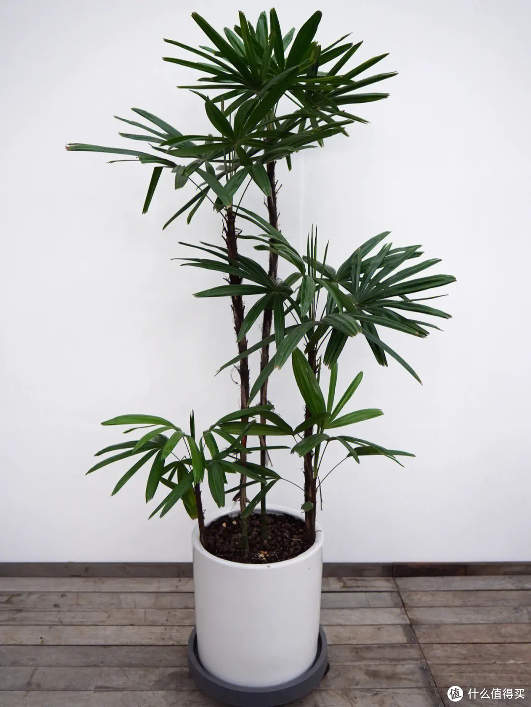 家里适合养的小竹子，你养过几个？