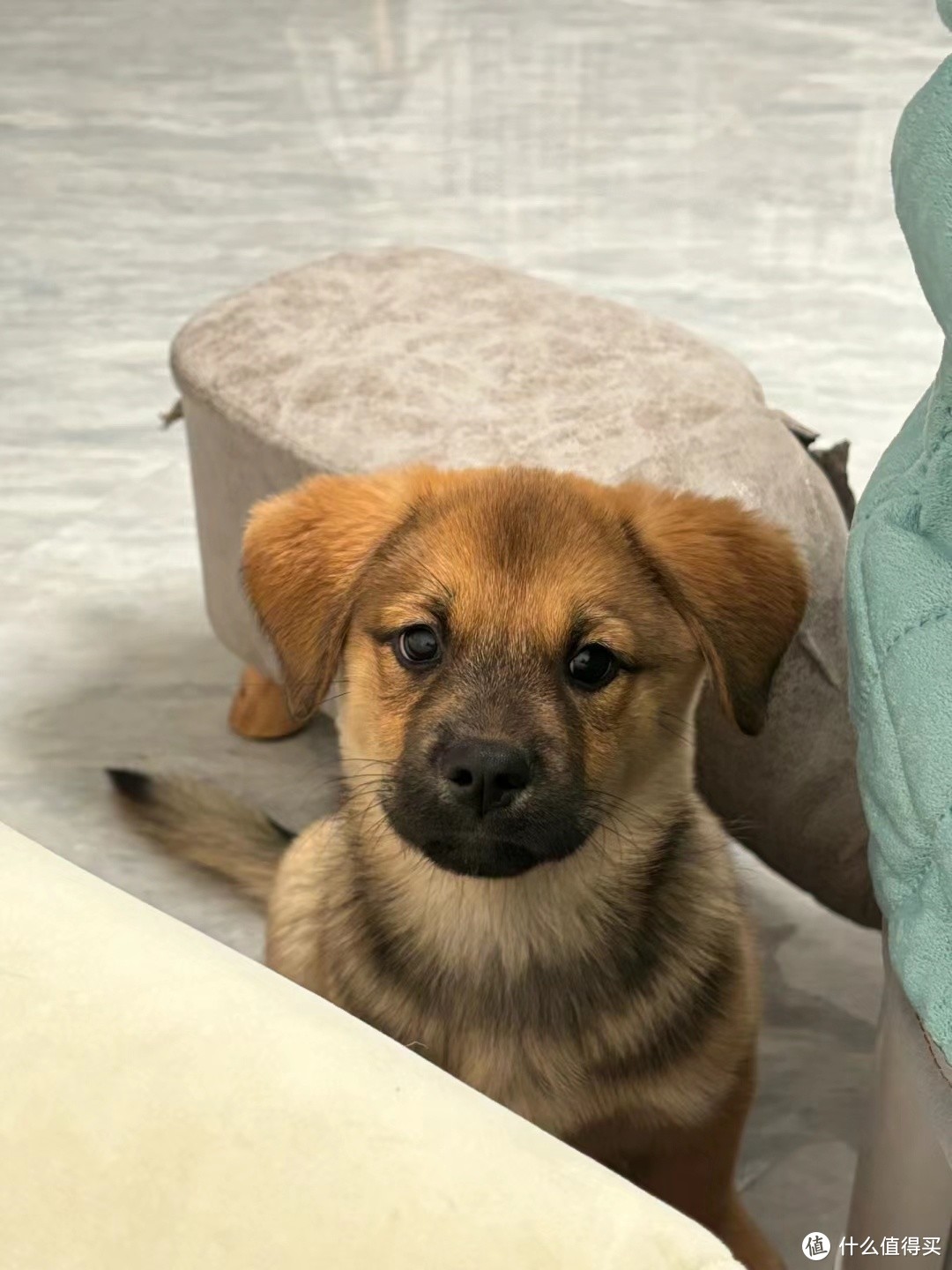 养狗费用，买狗最便宜，哈哈哈。